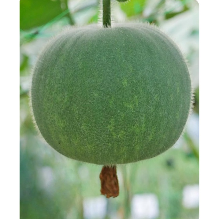 【蔬菜種子S365】香芋冬瓜~成熟時味道最香，芋香味濃，屬於中小型冬瓜，適合小家庭食用