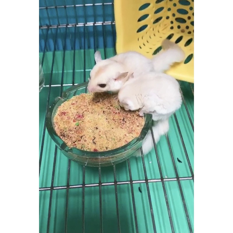 蜜袋鼯高蛋白營養飼料