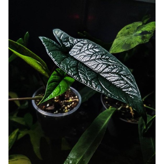 甲骨文觀音蓮 Alocasia Scalprum 觀葉植物天南星科雨林植物室內植栽新手盆栽 蝦皮購物