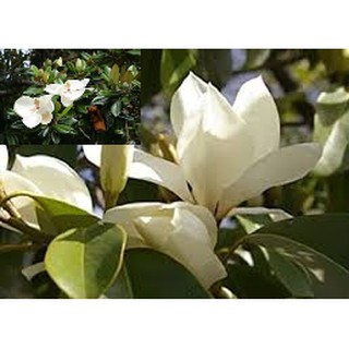 綠種苗高壓 高近60 90公分洋玉蘭為木蘭科木蘭屬常綠喬木 別名木蓮1入 蝦皮購物