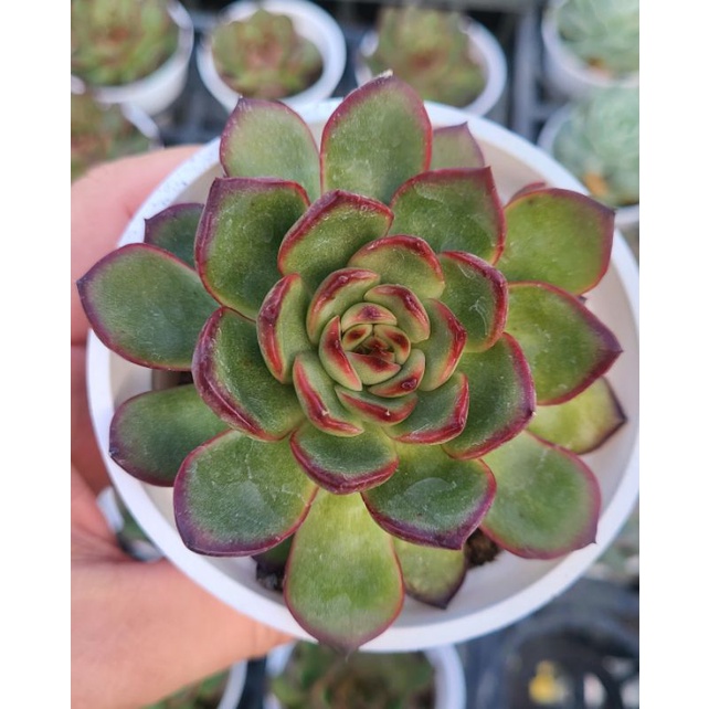 寶麗安🌵穩根品💙蘭心花卉多肉園藝 #1