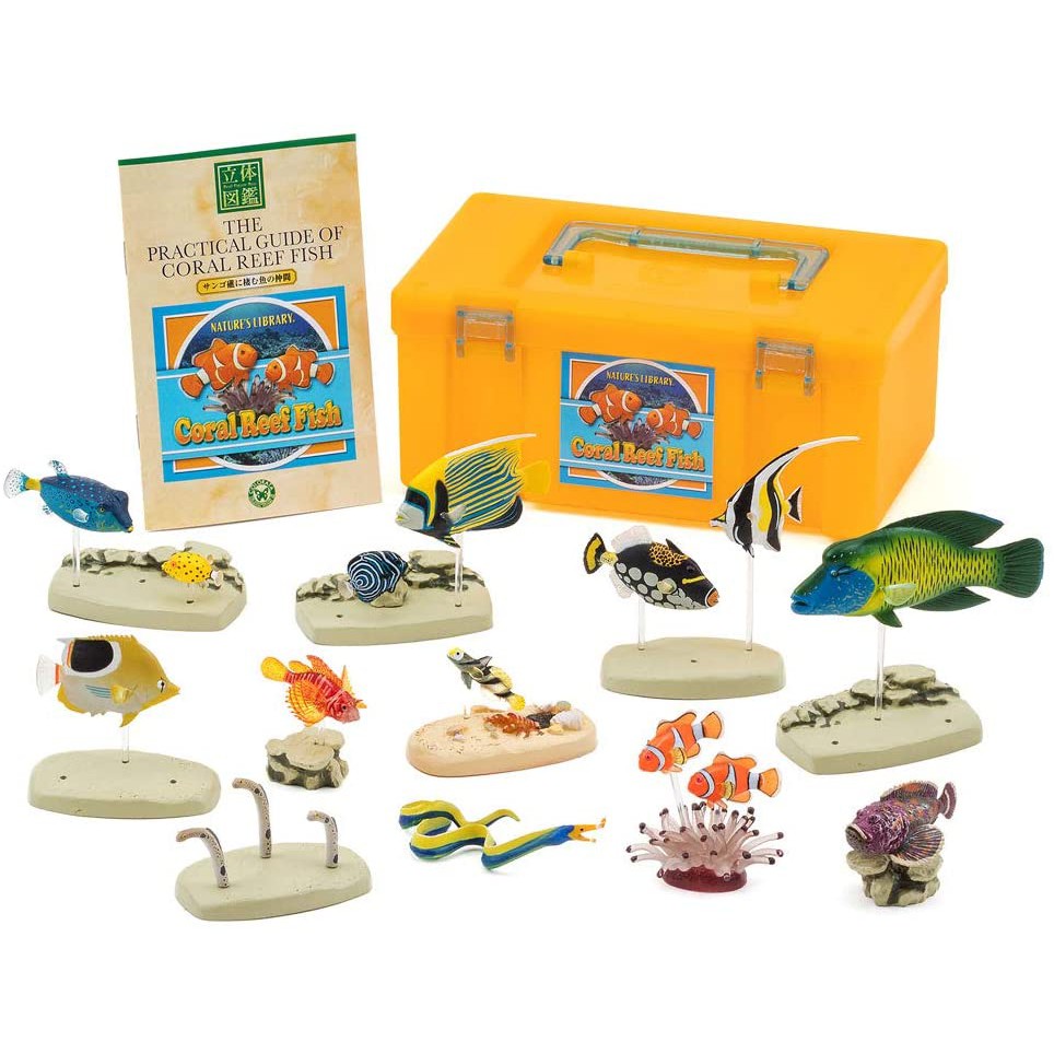 ❖貓大爺玩具❖現貨 Colorata 海洋生物立體圖鑑 珊瑚礁系列 BOX 熱帶魚