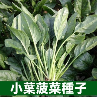 小葉菠菜種子 大葉菠菜子 菠菜種子 高產小葉耐熱耐寒菠菜種籽 四季蔬菜籽 蔬菜種子