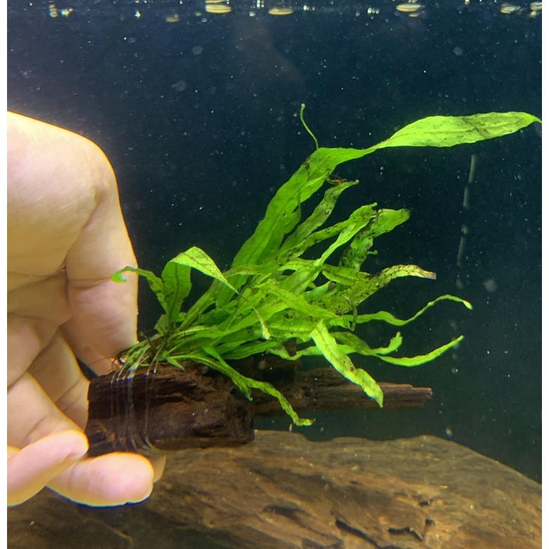 水魚水族 現貨 飄逸美 細葉鐵皇冠沉木陰性水草不需co2 水草造景後景草 蝦皮購物