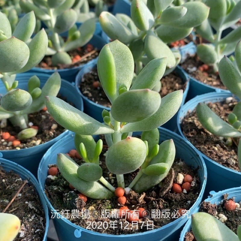 沅鈺農場多肉植物雪木福娘 蝦皮購物