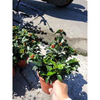 李家果苗 鑽石仙丹 6吋盆 開花植物 圍籬植物 特價130元