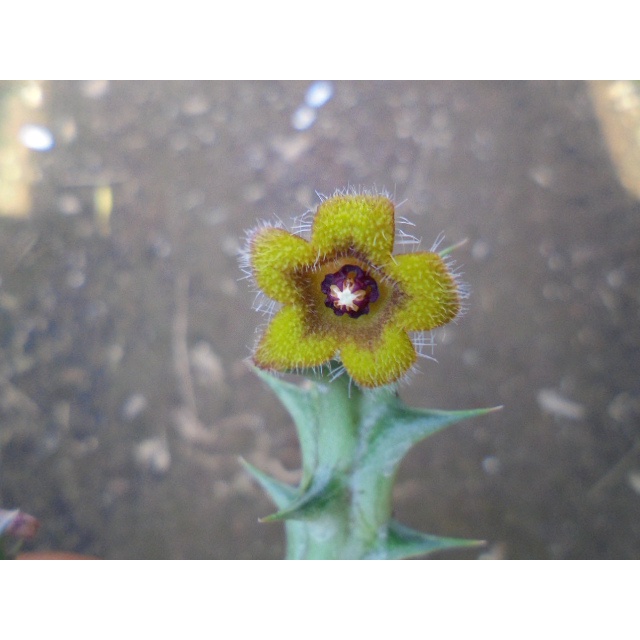 芋仙屋仙草凍剉冰 芋仙屋祝各位冰友中秋節快樂唷 中秋連假芋仙屋照常營業唷 Facebook