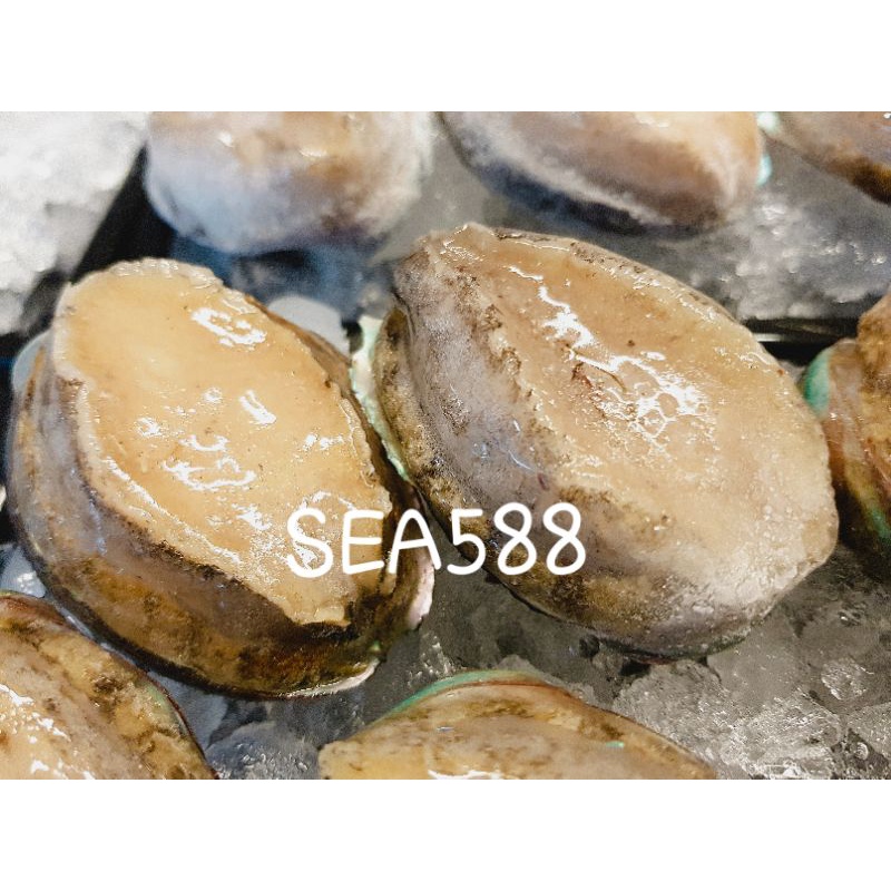 【SEA588】鮑魚 帶殼鮑魚 九孔鮑魚 過年必備 12顆/包