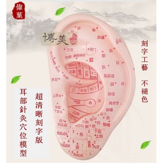 <博美小舖> (正品) 超清晰刻字版 耳部針灸穴位模型 13CM 耳朵反射區 模型 耳朵針灸 耳穴貼 模型