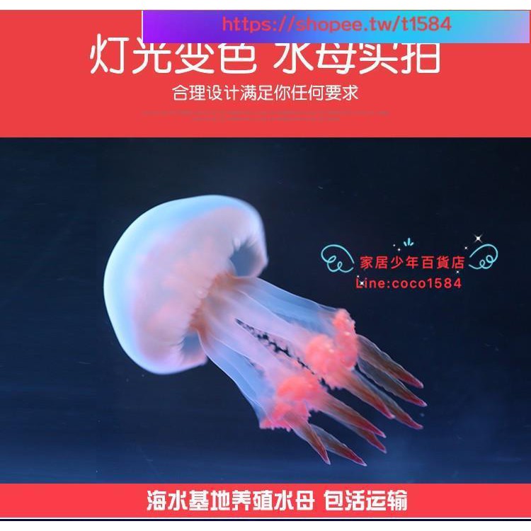 限時下殺免運 養水母專用缸活物活體造景海缸客廳桌面寵物赤月迷你小型魚缸水族 蝦皮購物