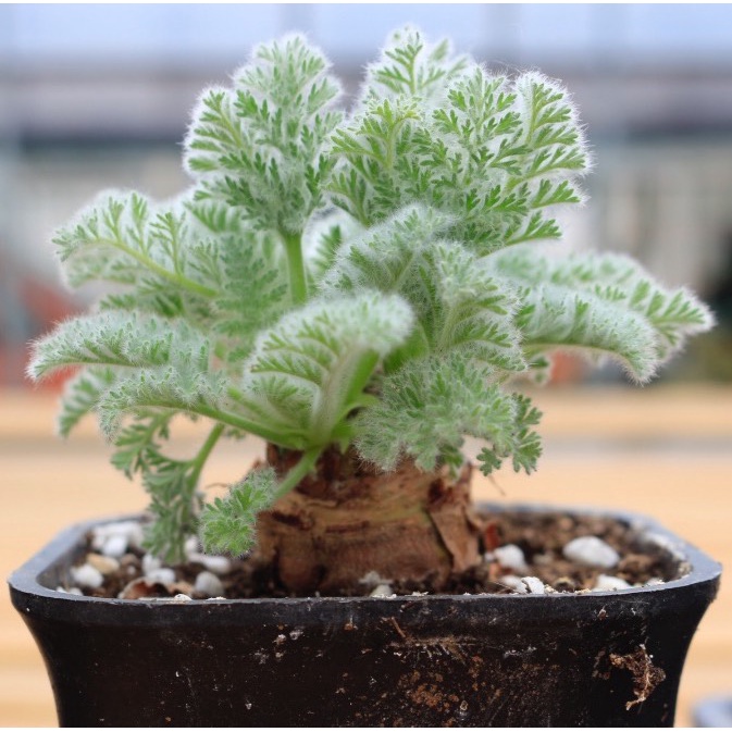 羽葉洋葵塊根種子秋冬型毛毛葉 Bj多肉植物 Pelargonium Appendiculatum 蝦皮購物