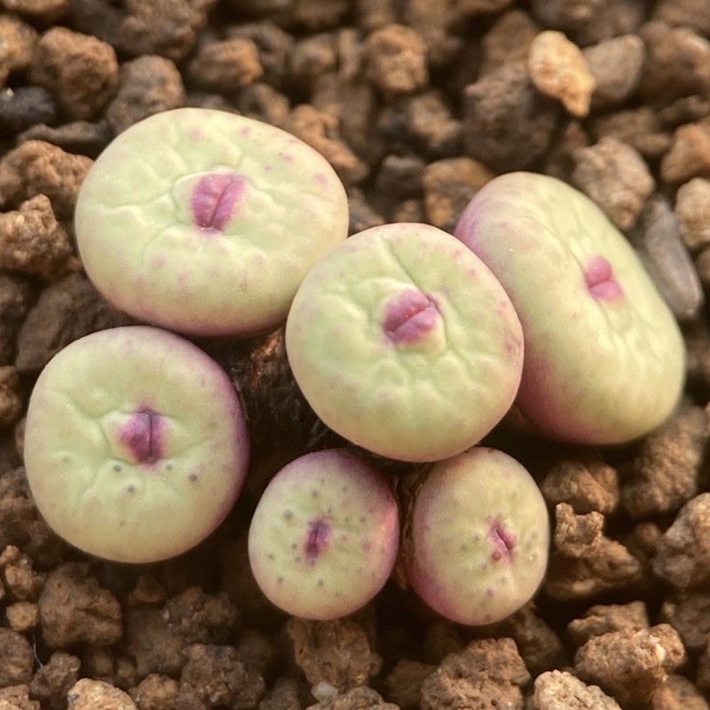 多肉石頭玉 Ptt Dcard討論與高評價網拍商品 21年9月 飛比價格