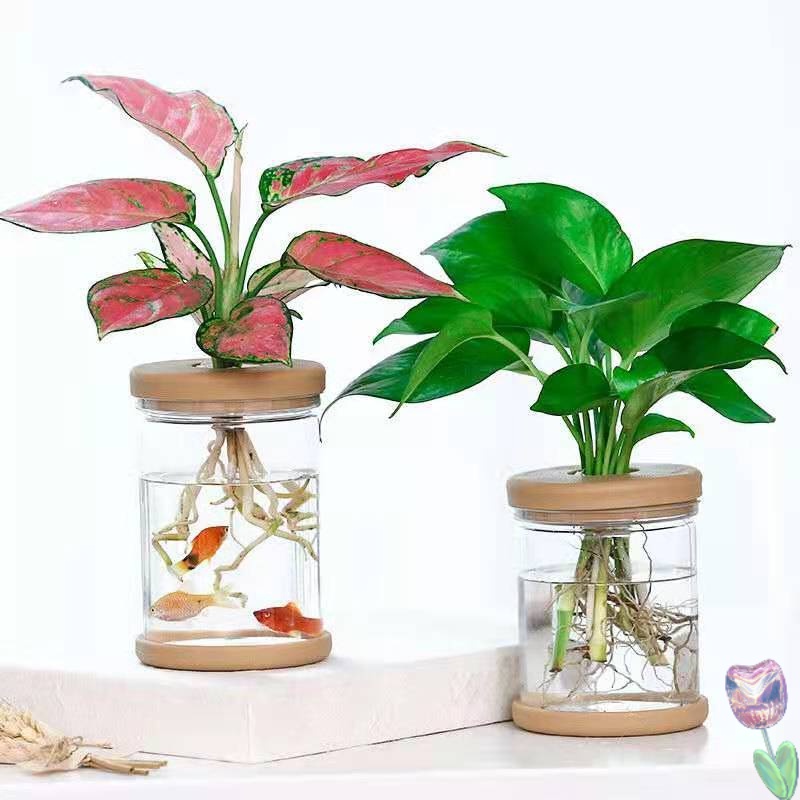 透明栽培盆的價格推薦 21年11月 比價比個夠biggo