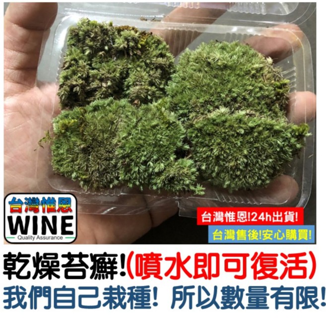 Wine台灣惟恩微景觀乾燥苔癬多肉造景婚禮裝飾辦公室小物酒櫃擺飾書櫃擺飾草地苔蘚苔癬草皮草 蝦皮購物