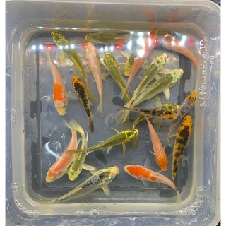 水魚水族 現貨 這批超美 圓滾滾珠鱗金魚模型飼料 蝦皮購物