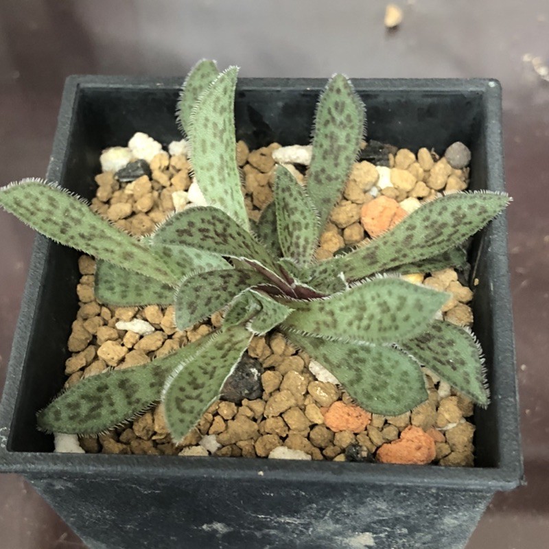 R77 花簪熊多肉植物4 4 蝦皮購物