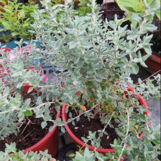茂豐~盆栽 貓百里香 Cat Thyme 五吋$140