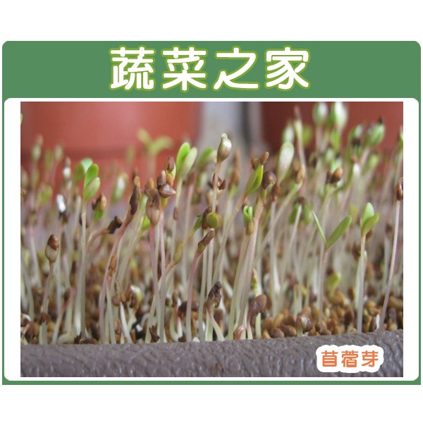00j01 苜蓿芽菜種子240克裝 紫花苜蓿 蝦皮購物