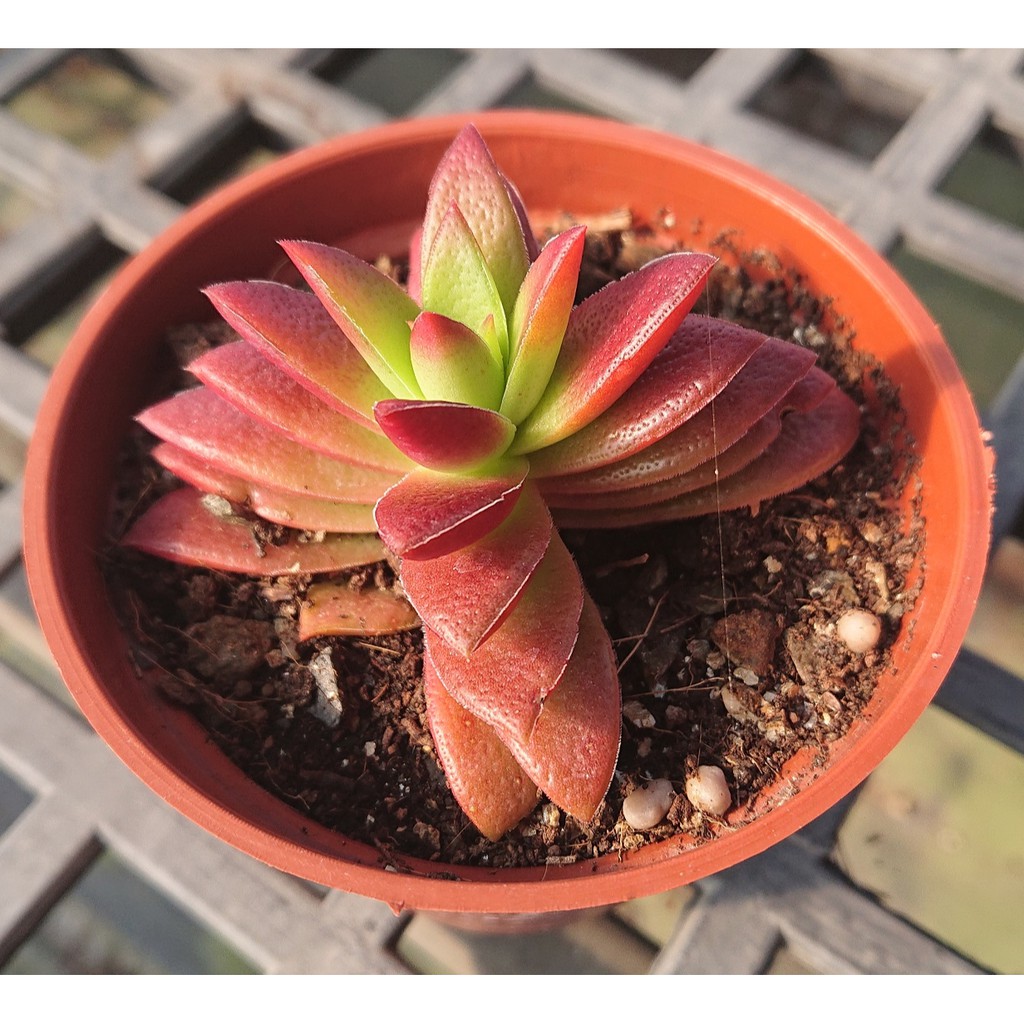 肉食主藝 赤鬼城 多肉植物 療癒 3吋 蝦皮購物