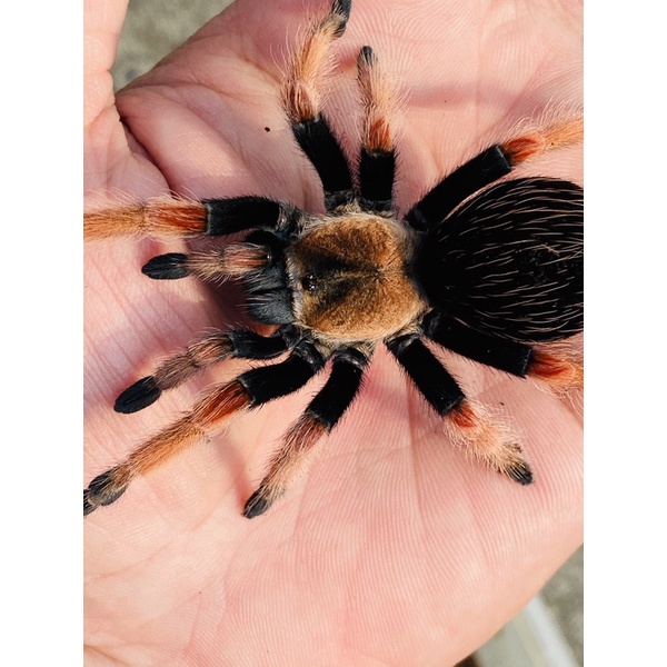 龍魚飼料 墨西哥火腳6 7l展足2 4公分左右 倒數1 2內有實體圖片 隨機出貨魚食料飼料售出後即無保固且無退換 謝謝 蝦皮購物
