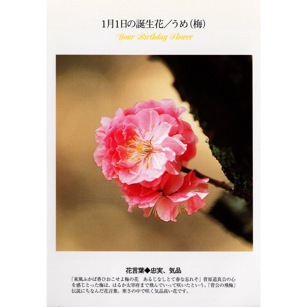 誕生花 優惠推薦 23年1月 蝦皮購物台灣