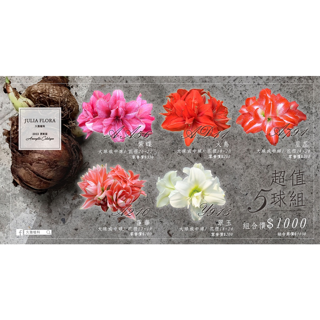 久雅植科 孤挺花 並蒂蓮球莖 超值５球組 蝦皮購物