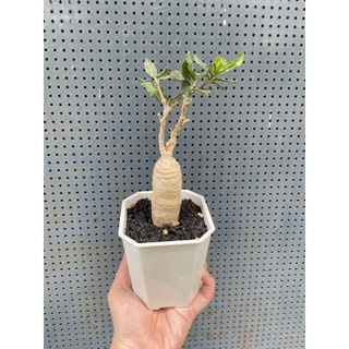 火星人fockea Edulis 塊根多肉植物 蝦皮購物