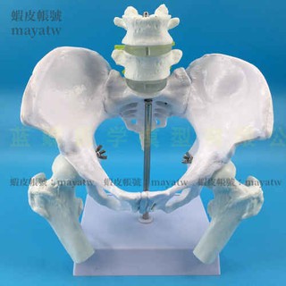 MD-B_0048)教學45CM迷你人體小脊柱帶骨盆股骨模型帶神經骨架脊柱脊椎 MD-B_0048)教學45CM迷你人體小脊柱帶骨盆股骨模型帶神經骨架脊柱脊椎