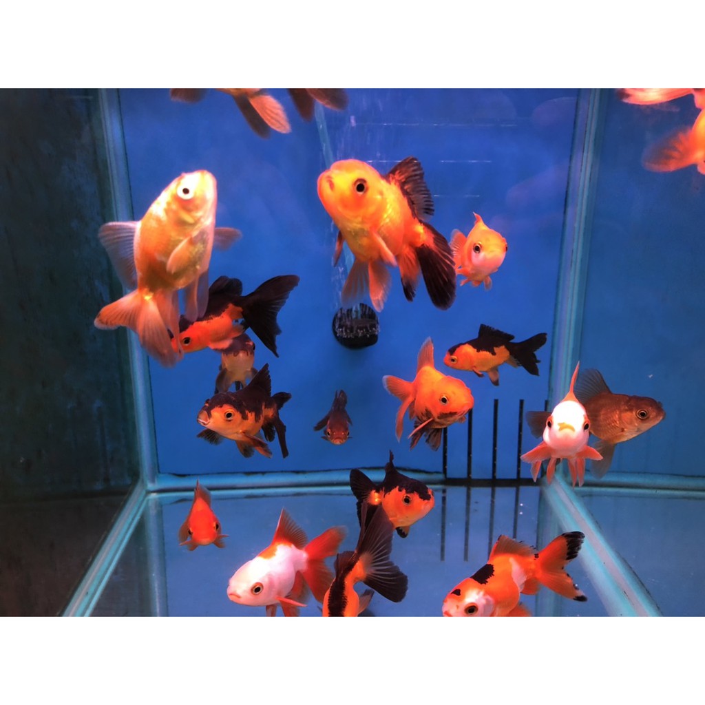 山水水族量販 獅頭金魚 6 8公分 一組3隻 蝦皮購物