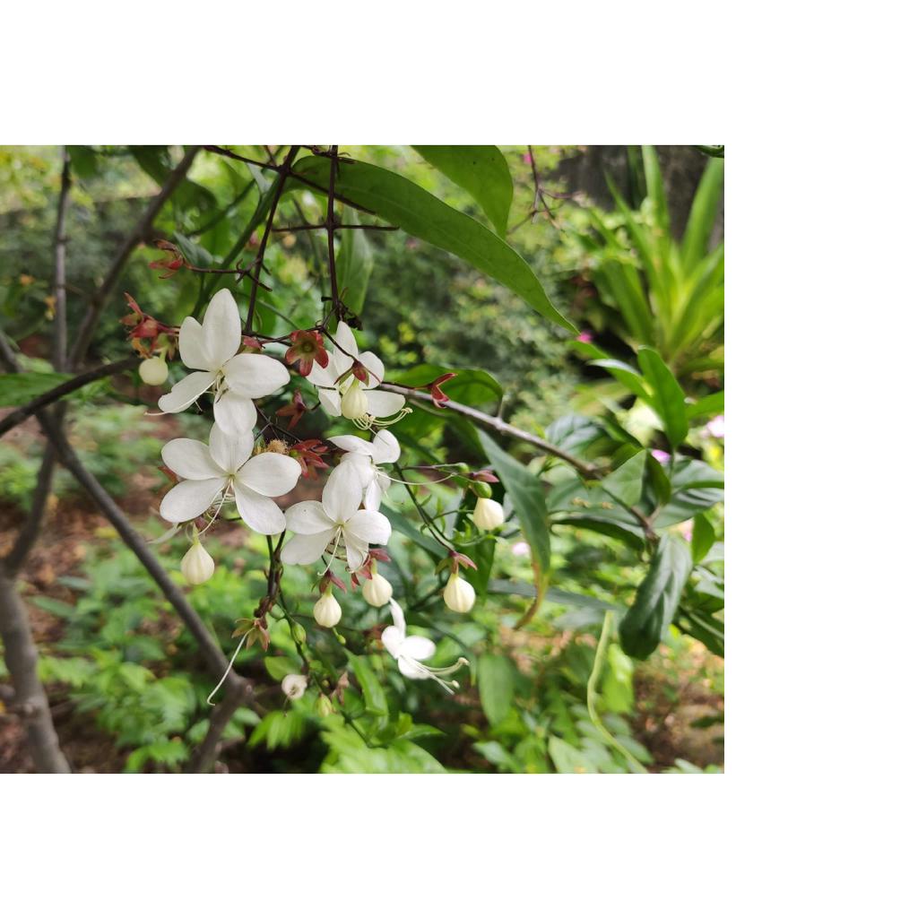 垂枝茉莉苗 白玉蝴蝶 3吋盆 根生苗 花期每年10月份左右