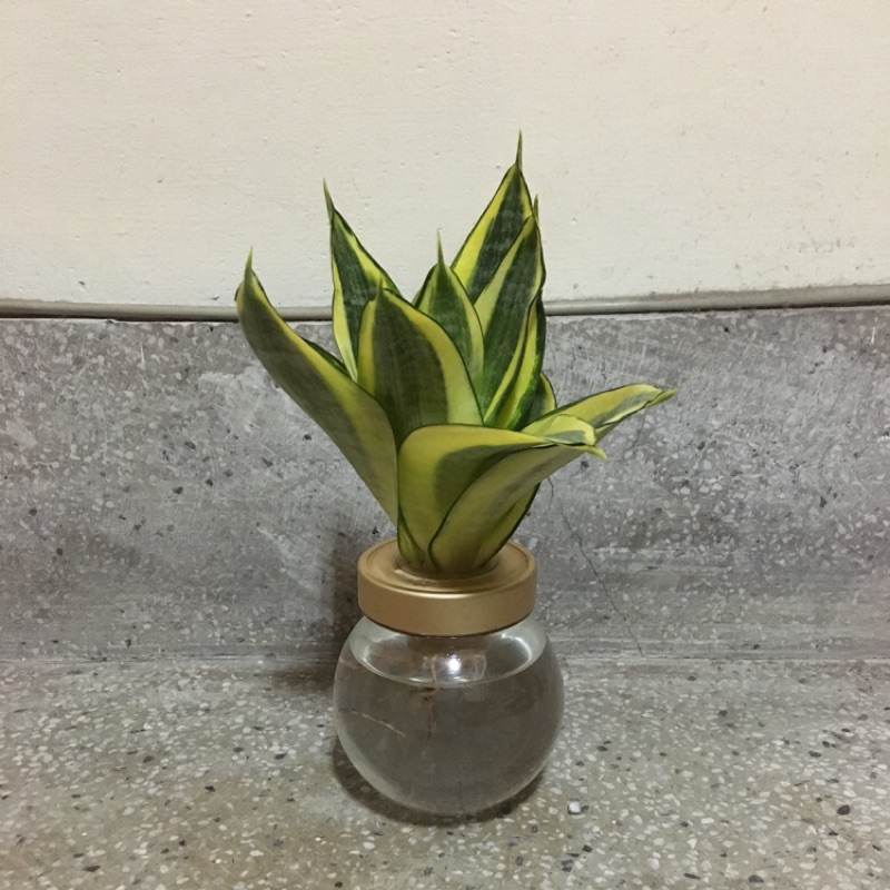 水耕黃金虎尾蘭 黃金虎尾蘭 蝦皮購物