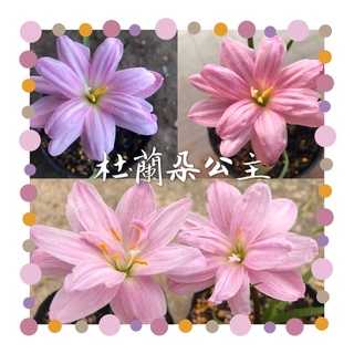 Image of （一意孤行園）風雨蘭Rain lily-杜蘭朵公主🌟5-10月現正花期/最簡單種植/療癒小花/觀賞花🌟