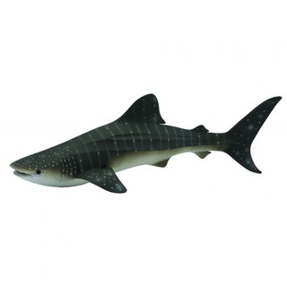 COLLECTA動物模型 - 鯨鯊