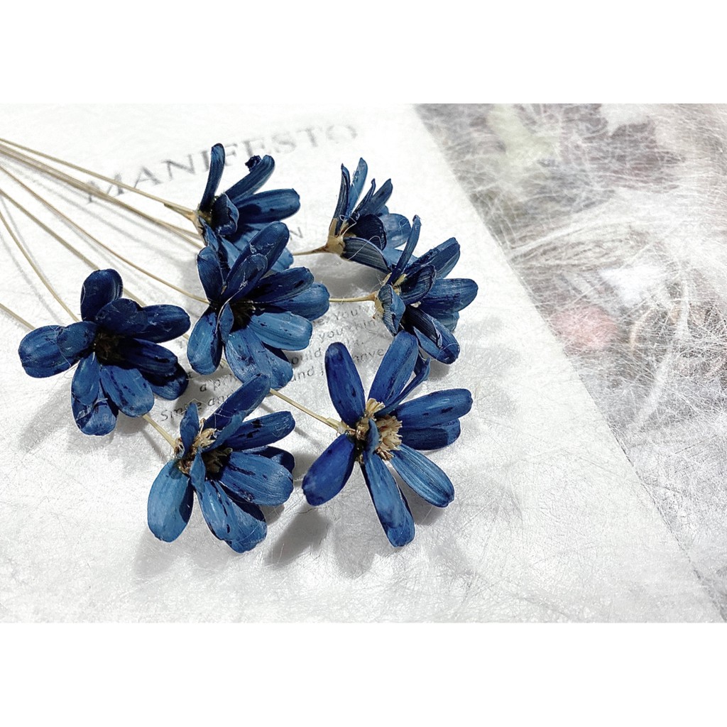 夏 花charice Flora 乾燥花 乾燥花材 索拉花 小雛菊 瓜子花 通草花 手工花 手作素材 乾燥花素材 蝦皮購物