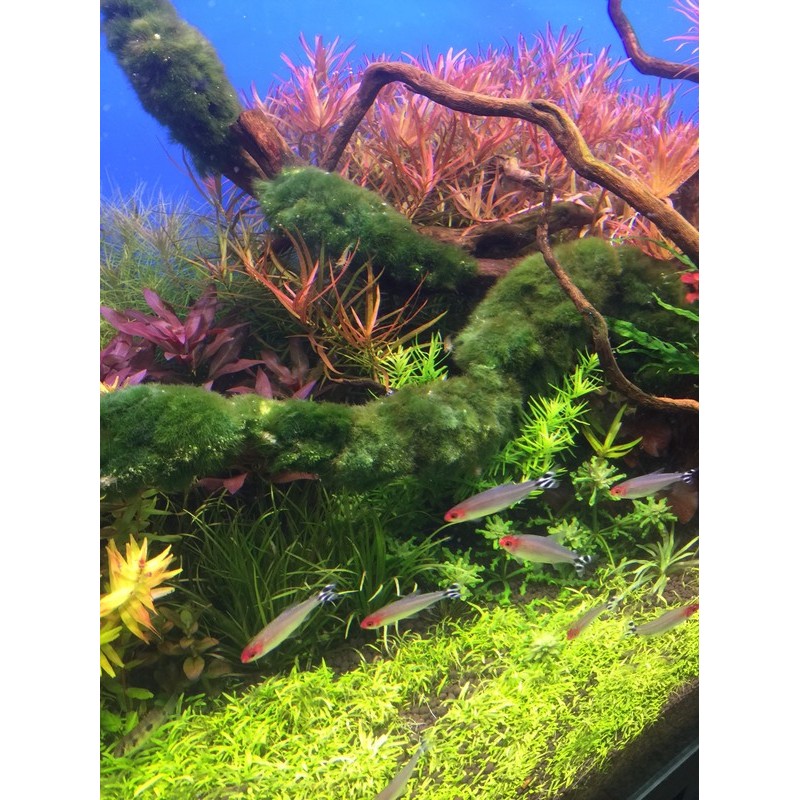 蝦兵蟹將 水草造景 挖耳草 單盆 散裝 前景草陽性水草入門級 蝦皮購物