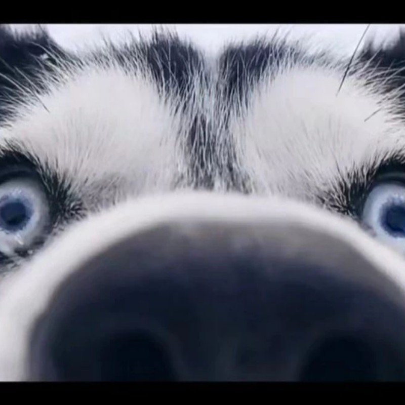 獸耳娘角色養成設計書 增加150 的絨毛感 擬人化構思與技法 蝦皮購物