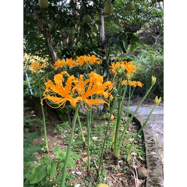 貳街 自家種植黃花石蒜球彼岸花球根出貨 9 10月開花期 蝦皮購物