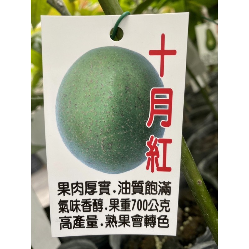 十月紅酪梨苗嫁接苗水果苗 蝦皮購物