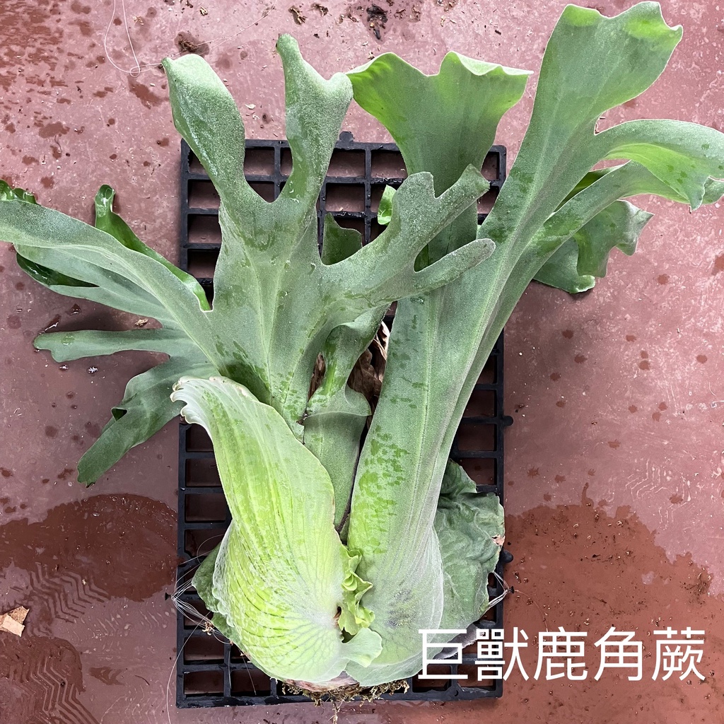 新【巨獸鹿角蕨】可挑 均已上板巨獸 型態成熟 鹿角蕨 Platy. grande 碳化木板約30*18公分