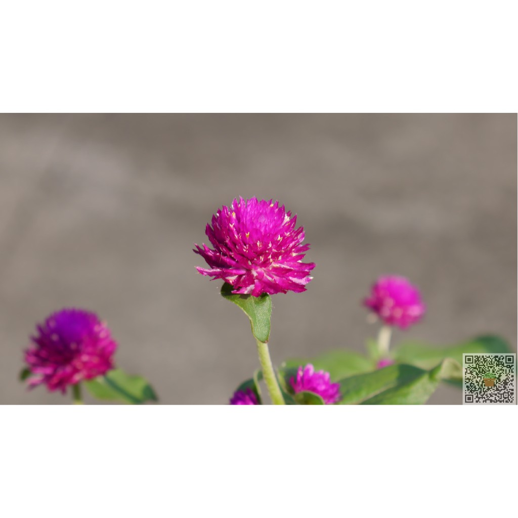 千日紅草花植物綠生活室外植物紫色彩色 蝦皮購物