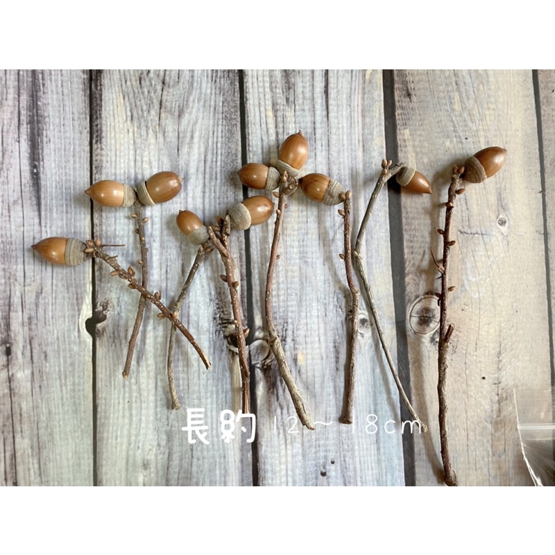 《芮妮的森林》 青剛櫟 長枝 短枝 限量販售 開催 12-18cm 插花 乾燥花 果實 乾燥種子