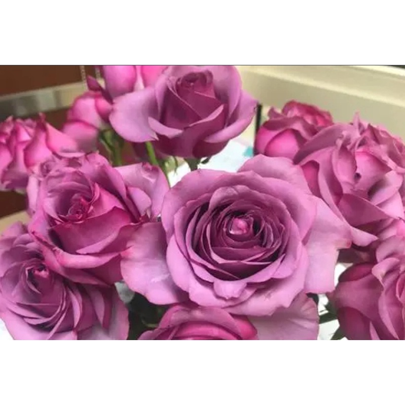 玫瑰花種子薔薇玫瑰玫瑰花藍色妖姬冷美人藍寶石玫瑰花卉種子 蝦皮購物