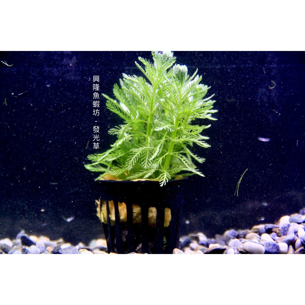 興隆魚蝦坊 發光草 陰性水草 水草 蝦皮購物
