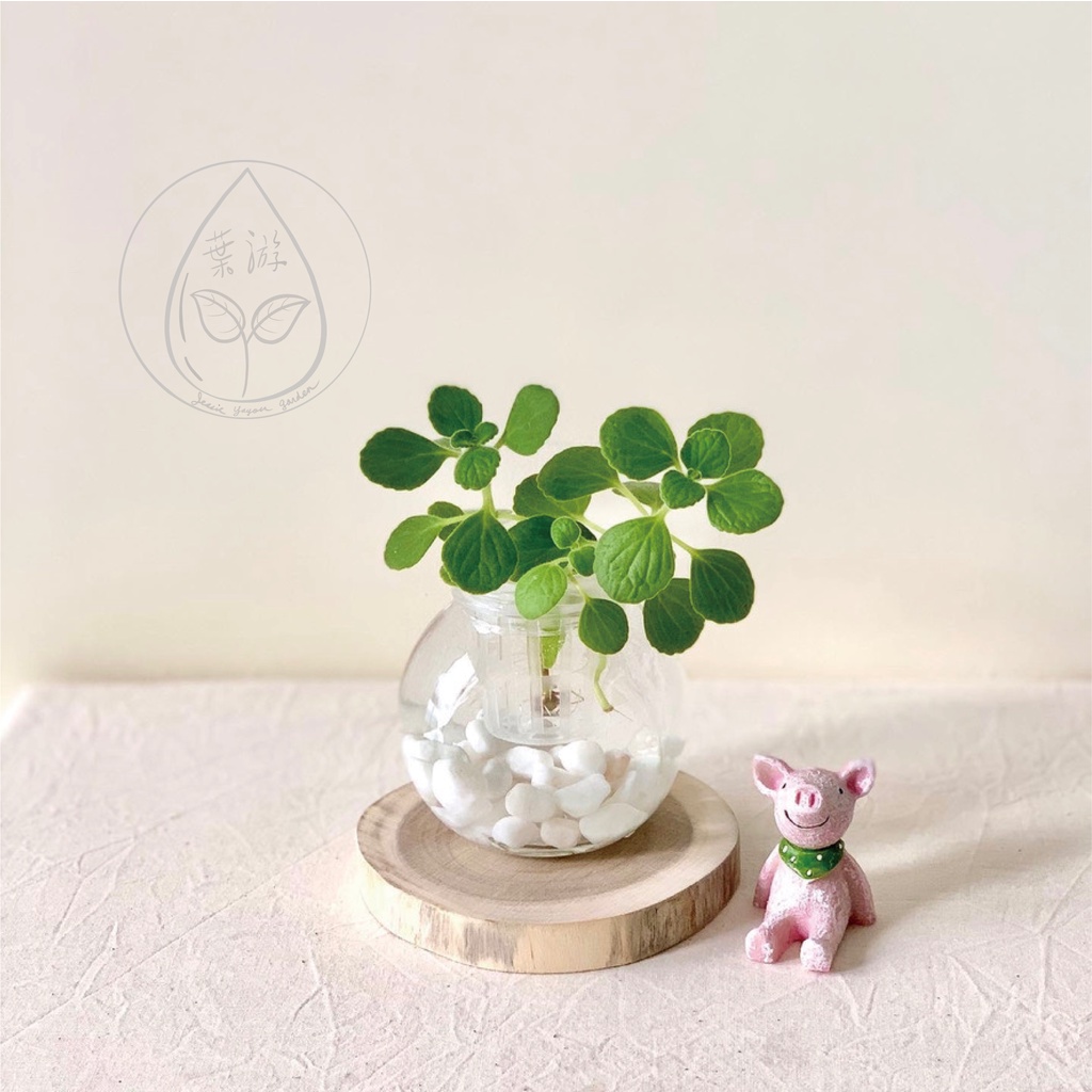 水耕左手香盆栽 含植物 玻璃瓶 水耕植物 新手植物 盆栽 居家盆栽 水耕盆栽 室內植物 水耕瓶 魚菜共生 香草植物 蝦皮購物