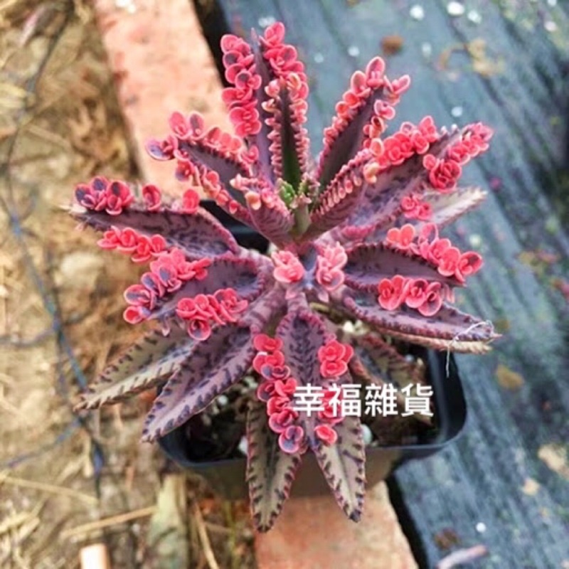 多肉植物 棒葉不死鳥非常好養的多肉配盆好物 蝦皮購物