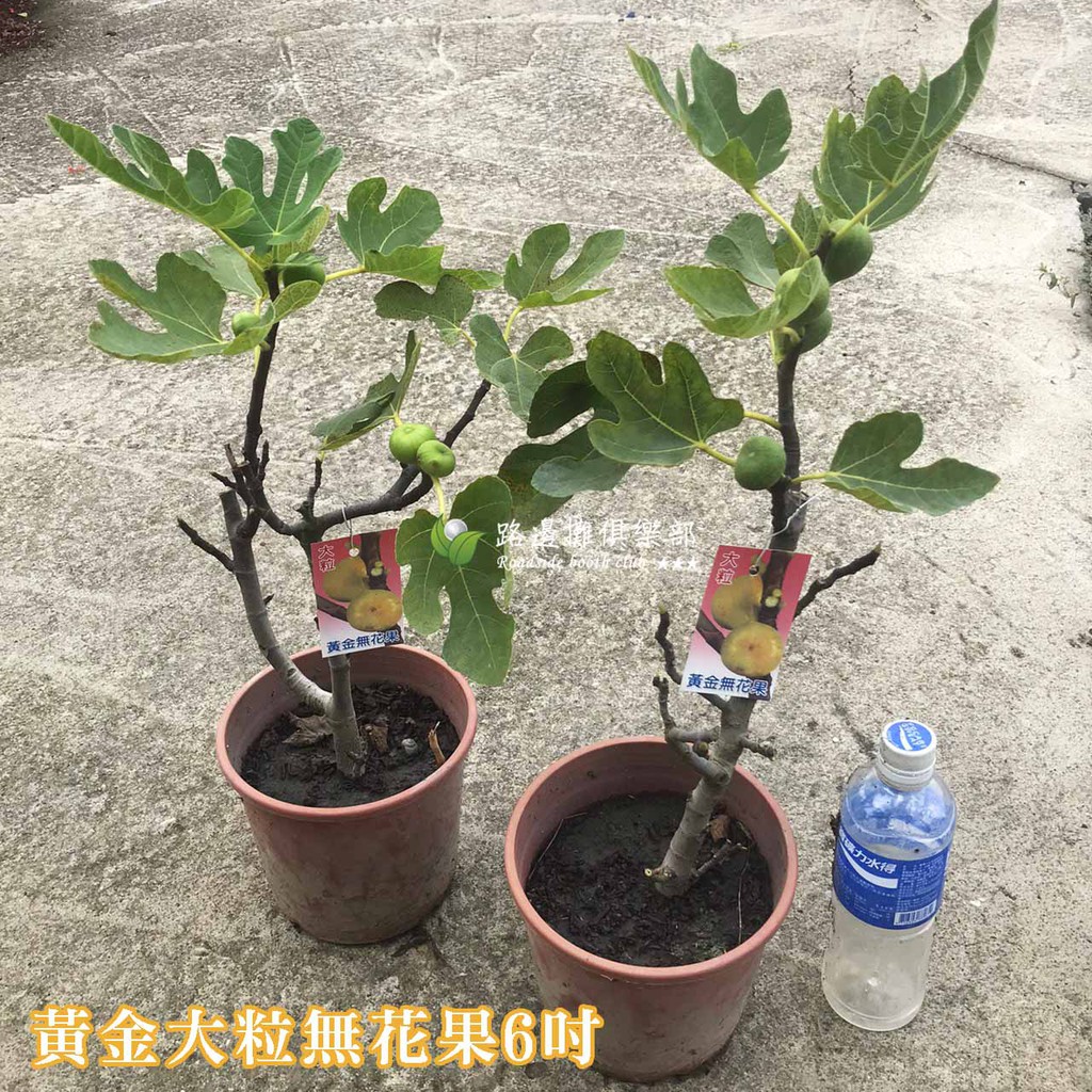 勿直接下標 條紋西瓜無花果 斑紋無花果 斑葉無花果 斑果無花果 條紋無花果 無花果盆栽 無花果樹苗 另有 波姬紅 黃金