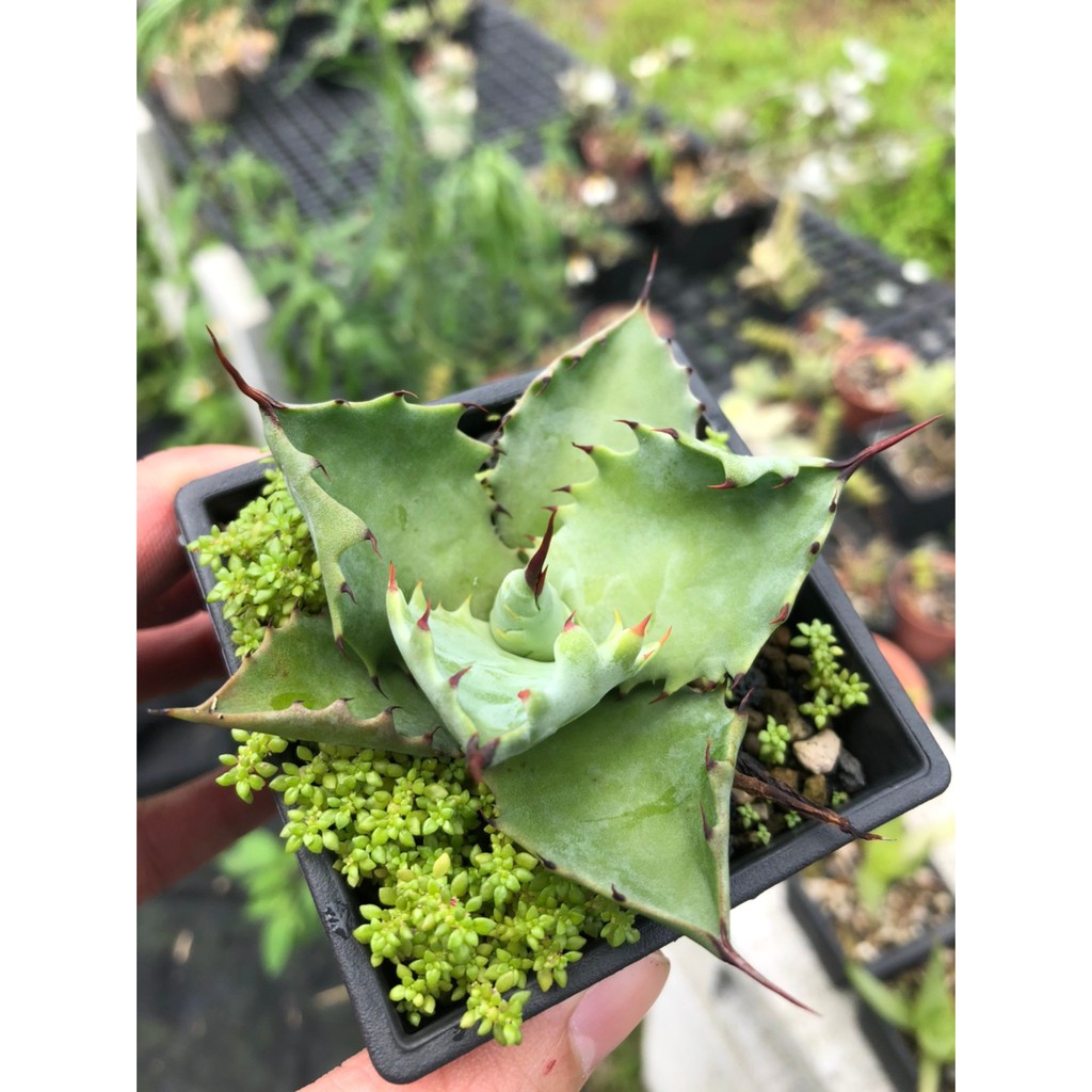 實生不知名龍舌蘭 療育 多肉植物 仙人掌 龍舌蘭 蘆薈 盆栽 植物 苦苣苔 蝦皮購物