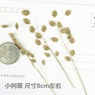 小判草 優惠推薦 21年7月 蝦皮購物台灣