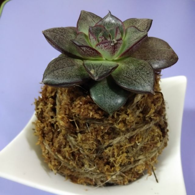 Zoe植物坊 多肉植物手作苔球 一物一拍 贈 托盤乙只 蝦皮購物
