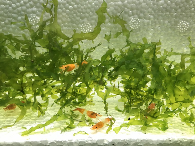 橘琉璃米蝦 高級活餌高級飼料 蝦皮購物
